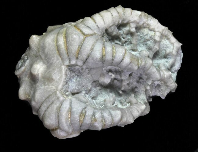 Bargain, Cyathocrinites Crinoid Fossil - Crawfordsville, Indiana #68504